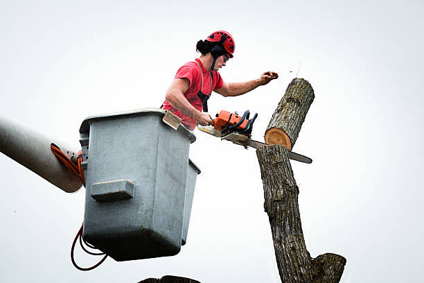 How Our Tree Care Process Works  in  Wadesboro, NC